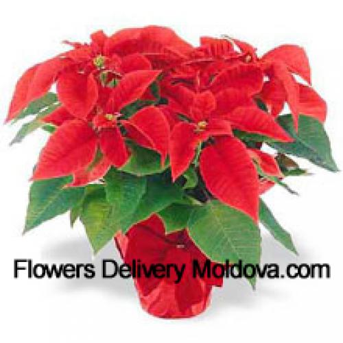 Beautiful Red Poinsettias