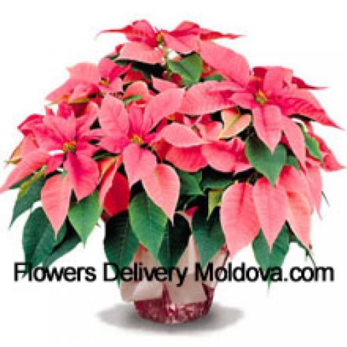 Elegant Poinsettias with Leaves