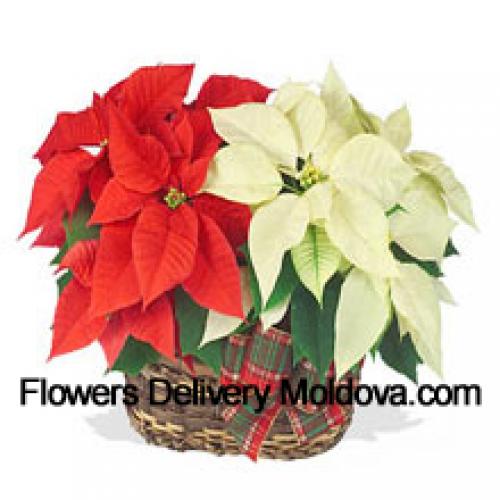 Beautiful Red and White Poinsettias in Basket